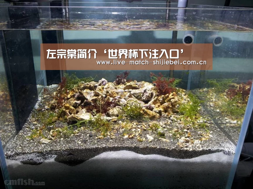 世界杯买球